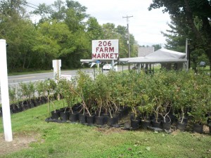 206 FARM MARKET FALL 2011
