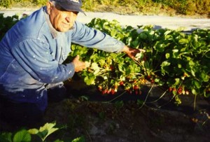 PopPop's Strawberries