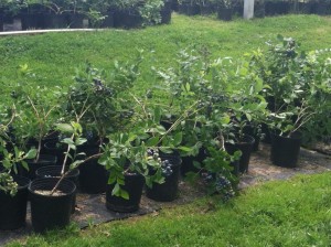Blueberry Plants are always available!